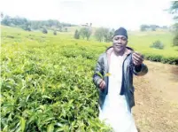  ??  ?? Dr Usman Hassan in one of his Tea Farms