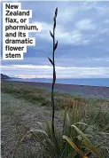  ?? ?? New Zealand flax, or phormium, and its dramatic flower stem