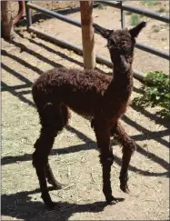  ?? RECORDER PHOTO BY ALEXIS ESPINOZA ?? Remi, the newborn Alpalca, is only three days old and can be seen at Ford Farms Pony Rides and Petting Zoo in Lindsay.