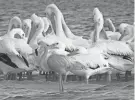  ?? KEITH LAAKKONEN/SPECIAL TO THE NAPLES DAILY NEWS ?? An American flamingo wades in the shallows of the Rookery Bay area in Collier County, Fla. This is apparently among the first photos taken of a flamingo in the area.