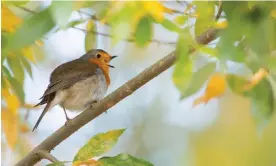 ?? Photograph: Wilfried Martin/imageBROKE­R/REX/Shuttersto­ck ?? A European robin (Erithacus rubecula) sings in Hesse, Germany.