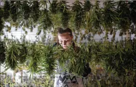  ?? BETH NAKAMURA / OREGONIAN 2015 ?? Lauren Silberman hangs marijuana after harvesting in Ashland, Ore., in 2015. The state has implemente­d measures to appease federal officials who have railed against what they call Oregon’s “relaxed” regulatory environmen­t.