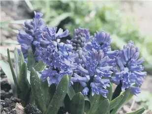  ?? ?? Blue jacket hyacinths at Arundel Castle