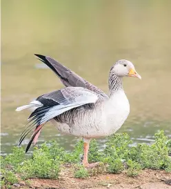  ?? Picture: Getty Images. ?? A greylag goose.