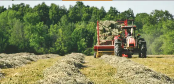  ??  ?? Hay harvested earlier isn’t necessaril­y “better” than hay harvested later. In fact, each type might be ideal for certain horses.