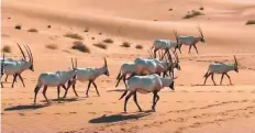  ??  ?? A video grab of an oryx herd from the Wild Dubai documentar­y.