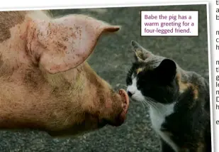  ??  ?? Babe the pig has a warm greeting for a four-legged friend.