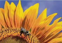  ?? Matt McClain / Washington Post ?? A single sunflower consists of hundreds of individual florets, each of which becomes a seed after pollinatio­n by bees.