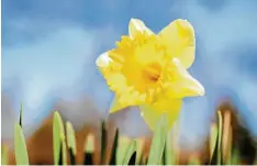  ?? Foto: Oliver Berg, dpa ?? So wie die Osterglock­en mit ihren Blüten den Menschen im Frühling eine Freude ma chen, ist auch Ostern: ein freudiges Fest.