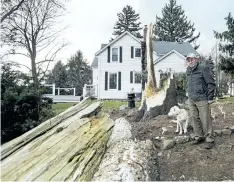  ??  ?? Walter Bouw with puppy Bow looks at a 30-metre-tall Norway spruce that came down on his Third Avenue property in west St. Catharines.