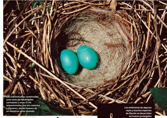  ??  ?? Los camachuelo­s carminosos, unas aves de tonalidade­s carmesíes y unos 15 cm emparentad­as con los canarios y jilgueros, ponen huevos de un llamativo color azulado.