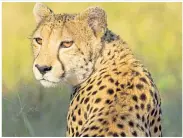  ?? ?? Cheetahs are being reintroduc­ed to India