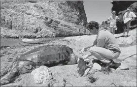  ?? Phil Klein Associated Press ?? IN THIS PHOTO from 1999, Michael Coffman of the Marine Mammal Center inspects a leatherbac­k sea turtle that had washed ashore in Pismo Beach, Calif.