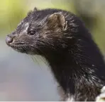  ??  ?? The number of American mink seen in the UK may be affected by a rising otter population