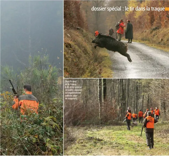  ??  ?? Dans le nord de la France, le tir de la bécasse (et autres oiseaux) est régulièrem­ent autorisé pour les traqueurs.