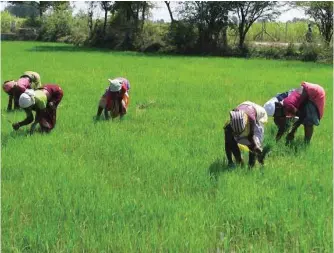  ??  ?? Rice farm