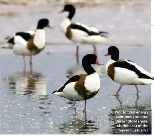  ??  ?? Would tidal energy schemes threaten the wildfowl (here, shelducks) of the Severn Estuary?