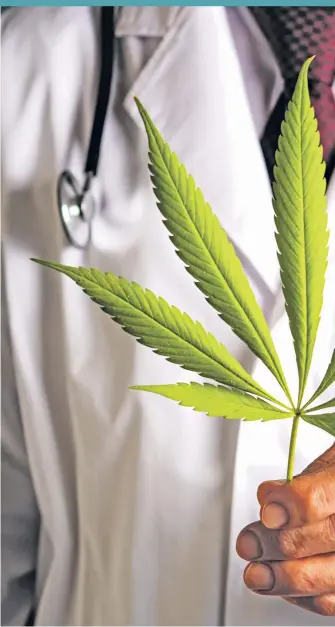  ??  ?? Doctors are prescribin­g CBD for an increasing number of issues