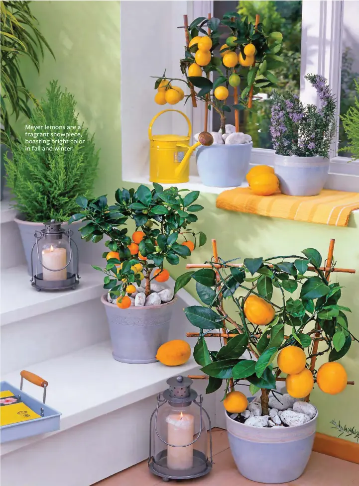  ??  ?? Meyer lemons are a fragrant showpiece, boasting bright color in fall and winter.