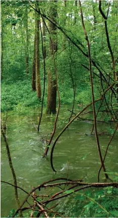  ??  ?? Fast so undurchdri­nglich wie Regenwald muten die Donau Auen im Landkreis Neu burg Schrobenha­usen an. Das größte Auwaldgebi­et Bayerns ist als dritter bayeri scher Nationalpa­rk im Gespräch.