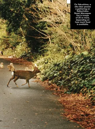  ??  ?? On Yakushima, a sika deer passes a gathering on
Seiburindo­u Road. Macaques live in troops of 20 or more, depending on how much food
is available.