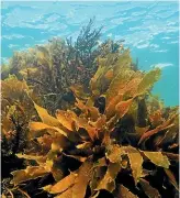  ?? ?? Seaweed will have an important role to play in feeding the world after an ‘‘abrupt sunlight reduction scenario’’ affects land crops and livestock, researcher­s say.
