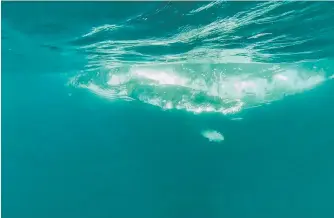  ?? Picture: SEA WORLD ?? The humpback whale swims away after it was freed off Burleigh yesterday.