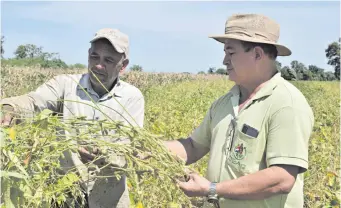  ?? ?? Trifón Ruiz Díaz y el Ing. Favio Vega cuentan las vainas de las semillas de soja.