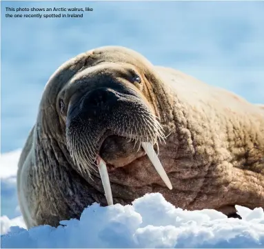  ??  ?? This photo shows an Arctic walrus, like the one recently spotted in Ireland