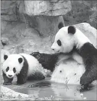  ?? ZHU XINGXIN / CHINA DAILY ?? Pandas frolic at the Chengdu Research Base of Giant Panda Breeding in Sichuan province.
