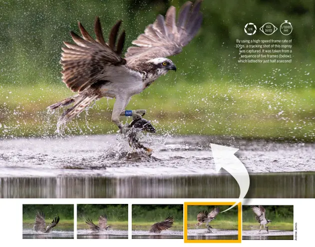  ?? ?? By using a high-speed frame rate of 10fps, a cracking shot of this osprey was captured. It was taken from a sequence of five frames (below), which lasted for just half a second!