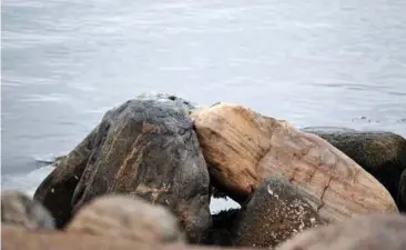  ?? FOTO: JENS DRESLING ?? En gruppe kinesiske turister var rejst til Danmark for at se Den Lille Havfrue, men blev på Langelinje mødt af dette syn.