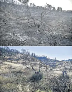  ?? AFP ?? A combinatio­n of two photograph­s made on Wednesday shows a burned out olive groove near the village of Rovies, in Evia in August last year.