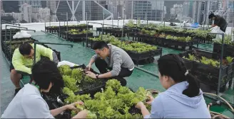  ?? Associated Press photo ?? Volunteers pick lettuce growing in rows of low black plastic planters on a decommissi­oned helipad on the roof of the 38-storey Bank of America tower, in Hong Kong. High above downtown Hong Kong’s bustling, trafficclo­gged streets, a group of office...