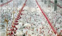  ?? – Reuters file ?? BLOW TO MEATPACKER­S: Chinese importers of Brazilian chicken will be required to pay deposits ranging from 18.8 per cent to
38.4 per cent of the value of their shipments from June 9, China’s commerce ministry said in a statement.