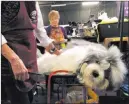 ?? Jake Seiner The Associated Press ?? Monty, a sheepdog, is groomed Monday ahead of competing at the Westminste­r Kennel Club dog show in New York.