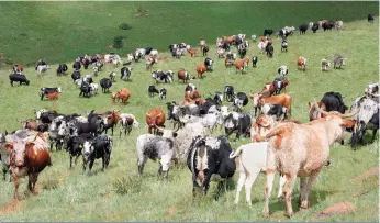  ??  ?? Nguni’s op die bergagtige plaas. Hierdie toestande sorg dat slegs die gehardste beeste bo uitkom.