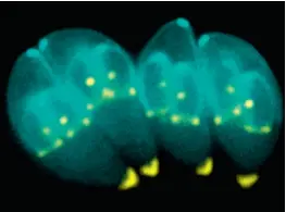  ?? ?? Parasiten Toxoplasma gondii deler sig. Inde i hver encellede parasit fødes to nye orgamismer.