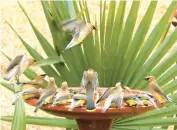  ?? MACK BAREFIELD ?? A group of cedar waxwings visit a birdbath in Broad Bay Colony in Virginia Beach.