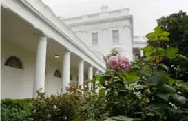  ?? Susan Walsh/Associated Press ?? A rose blooms in the White House Rose Garden in August 2020 after a three-week renovation overseen by Melania Trump.