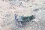  ?? HT PHOTO ?? On December 8, a peacock was spotted with its feet caught in a metal trap near Tata Raisina Residency in the Aravallis.