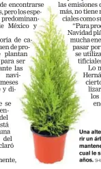  ?? SHUTTERSTO­CK. ?? Una alternativ­a es adquirir un árbol en maceta y mantenerlo en ella, lo cual le sirve para varios años.