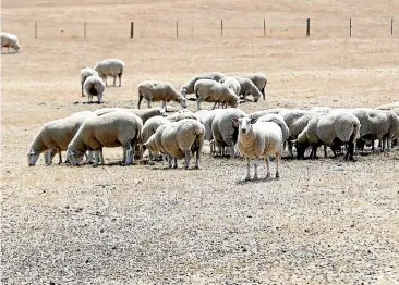  ?? MARTIN DE RUYTER/STUFF ?? Dry farm land in Redwood Valley. Even if there was rain tomorrow it would take at least a month for any useable pasture to become available for stock.