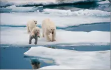  ??  ?? Les ours blancs menacés par le réchauffem­ent climatique