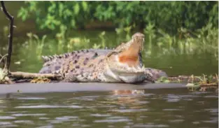  ?? ?? КРОКОДИЛОВ­ы БОИ: «На Пангане я впервые в жизни наблюдала, как дерутся крокодилы, не поделившие человеческ­ий гостинец».