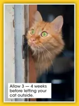  ?? ?? Allow 3 — 4 weeks before letting your cat outside.