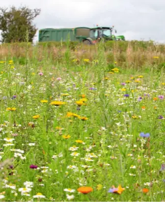  ??  ?? A magnet for insects, sainfoin is an ancient plant which thrives on thin chalk soils and produces spikes of pink flowers in summer.