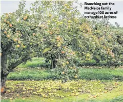  ??  ?? Branching out: the MacNeice family manage 100 acres of orchards at Ardress