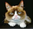  ?? Foto: Vogel, dpa ?? Wie Grumpy Cat wohl den Weltkatzen­tag gefunden hätte?