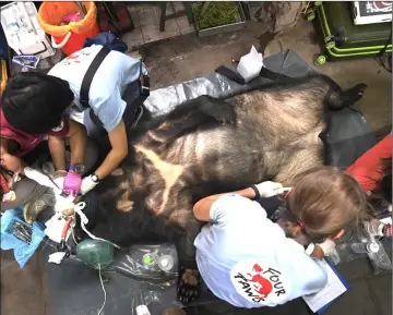  ??  ?? Veterinari­ans inspecting the health condition of a sedated bear during a rescue operation.